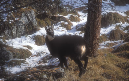 Chamois  (rut)